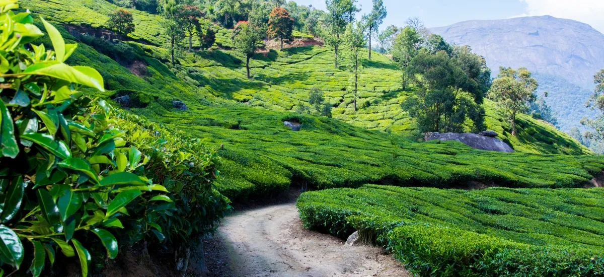 Kerala Backwater Cruises